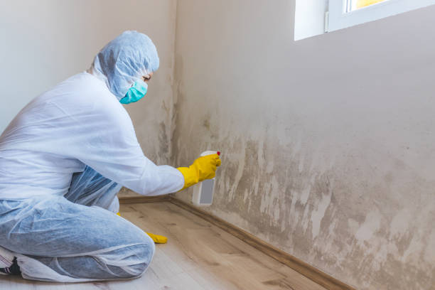 Licensed Commercial Mold Remediation service in Lakewood, CO - WQB Mold Removal
